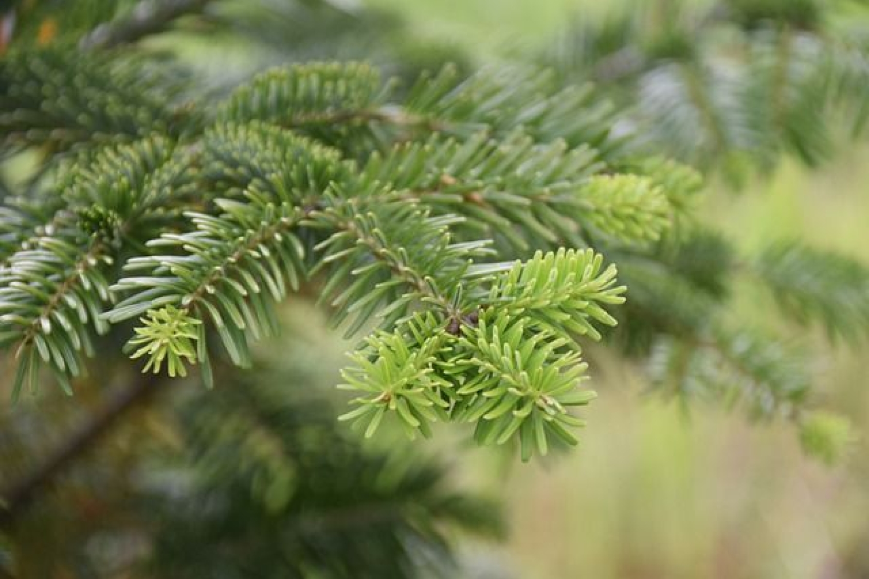 Eéndaagse adempauze in de natuur