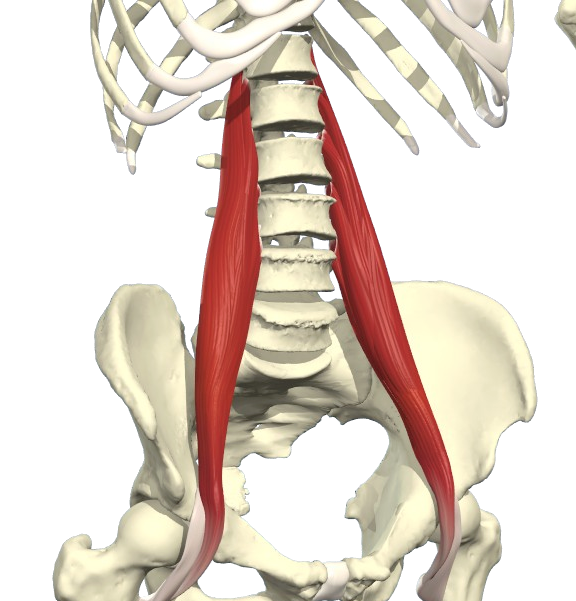 PSOAS, spier van de ziel